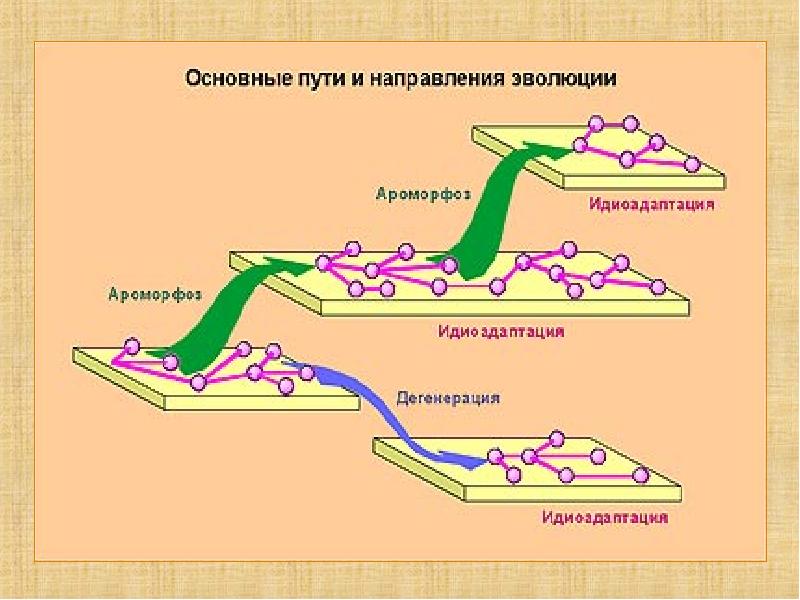 Направление эволюции презентация