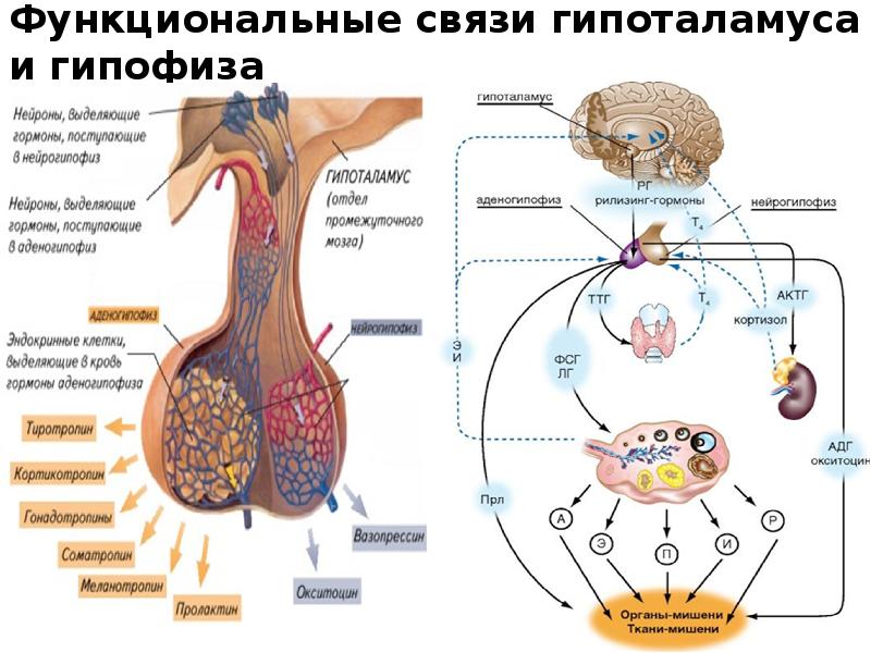 Нервная регуляция и гуморальная регуляция схема