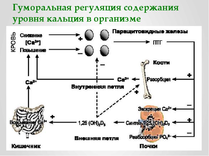 Эндокринная система гуморальная регуляция презентация 8 класс