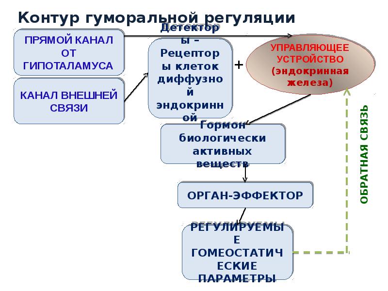 Регуляция роста и развития. Регуляция роста и развития