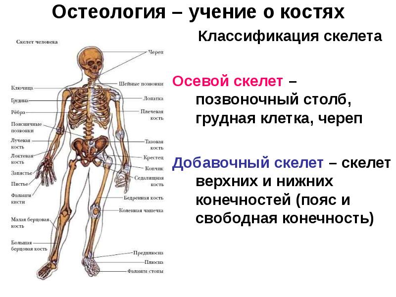 Возрастные особенности скелета презентация