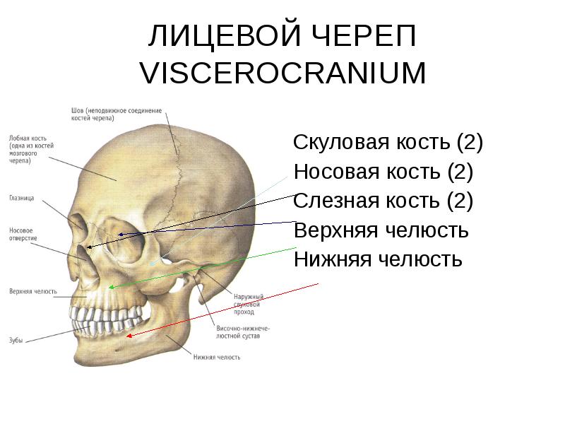 Кости черепа презентация анатомия