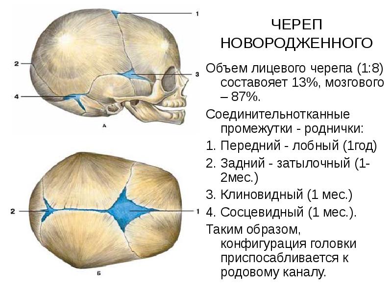 Особенности черепа