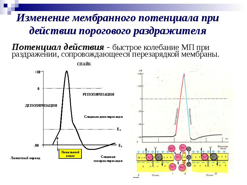 Характеристика силы раздражителя