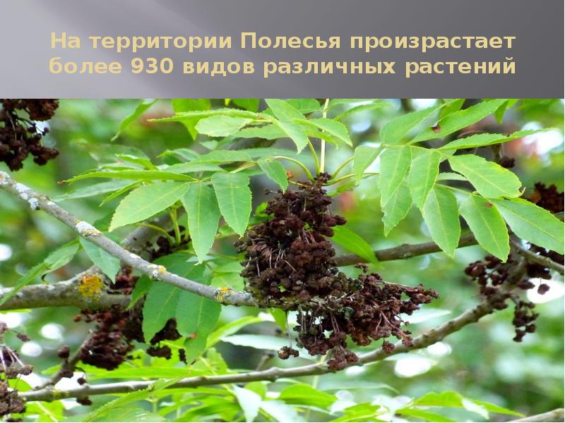 На территории Полесья произрастает более 930 видов различных растений