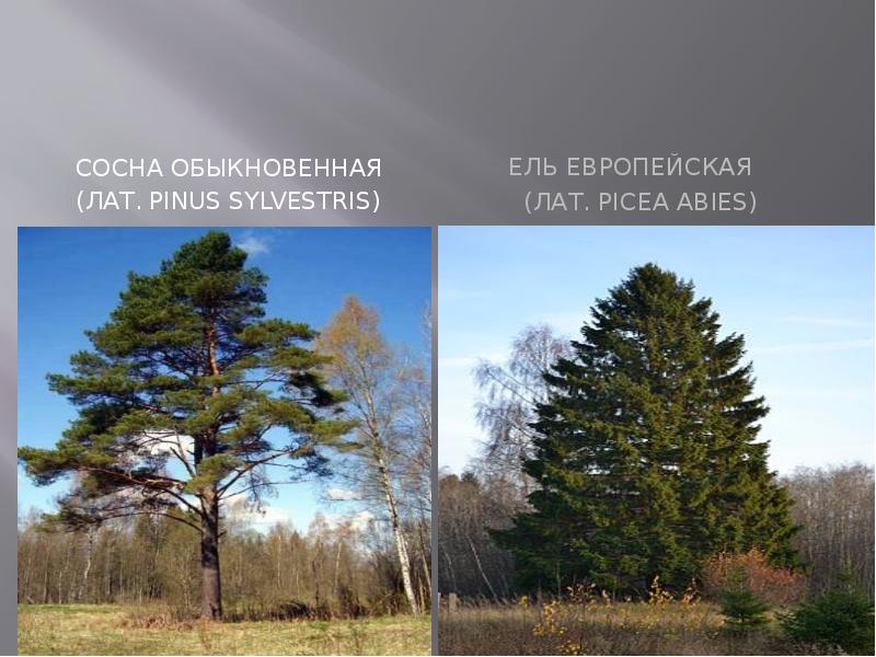СОСНА ОБЫКНОВЕННАЯ   (ЛАТ. Pinus sylvestris)