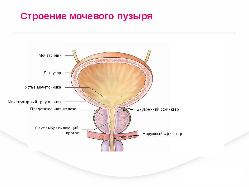 Доклад: Предстательная железа