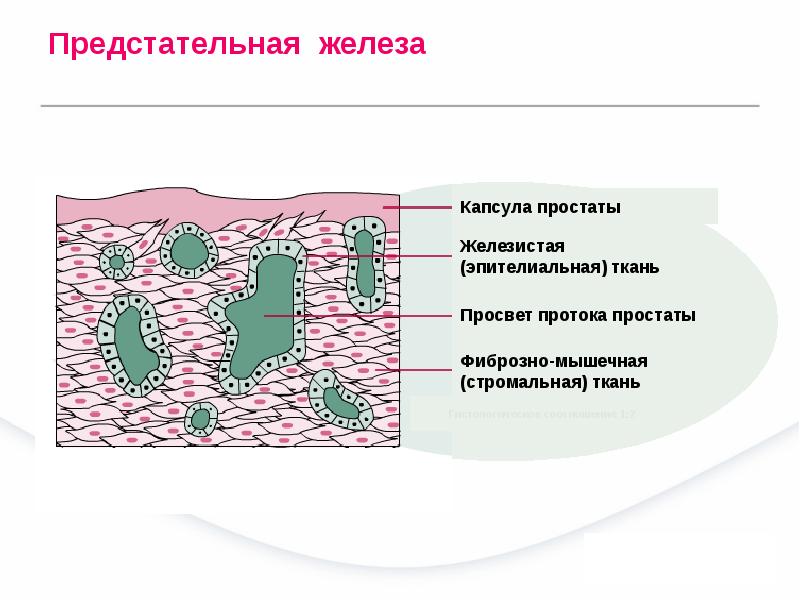 Железистая ткань фото