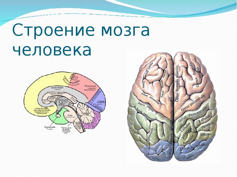 Мозг человека строение рисунок. 12 Структур мозга. Дружба мозгов и анатомии сказка.