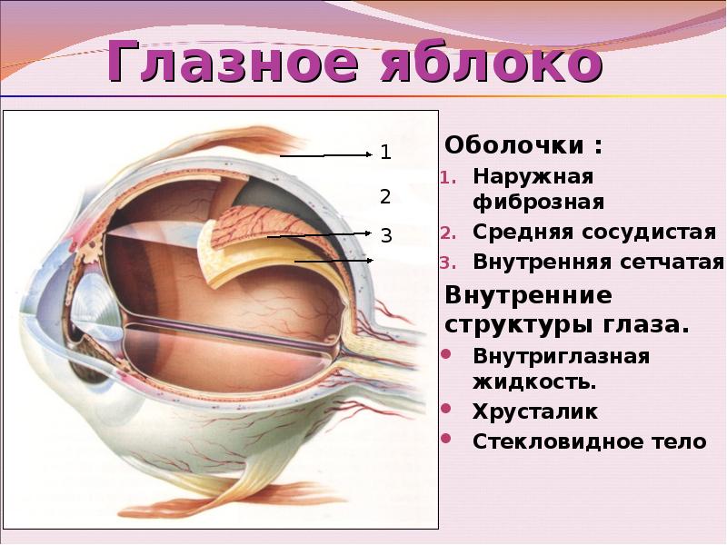 Оболочки глазного яблока характеристики