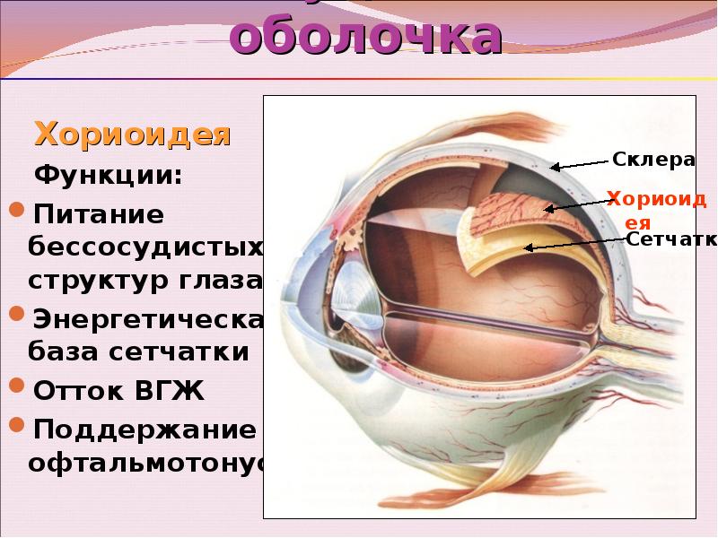 Патология сосудистой оболочки глаза презентация