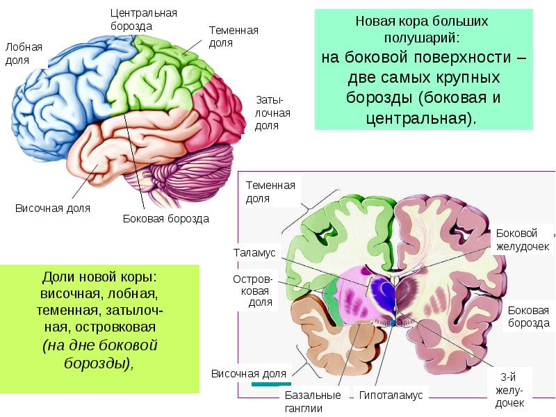 Общий план строения коры больших полушарий