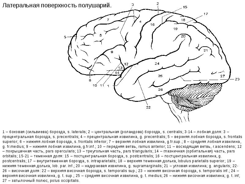Кора больших полушарий картинка