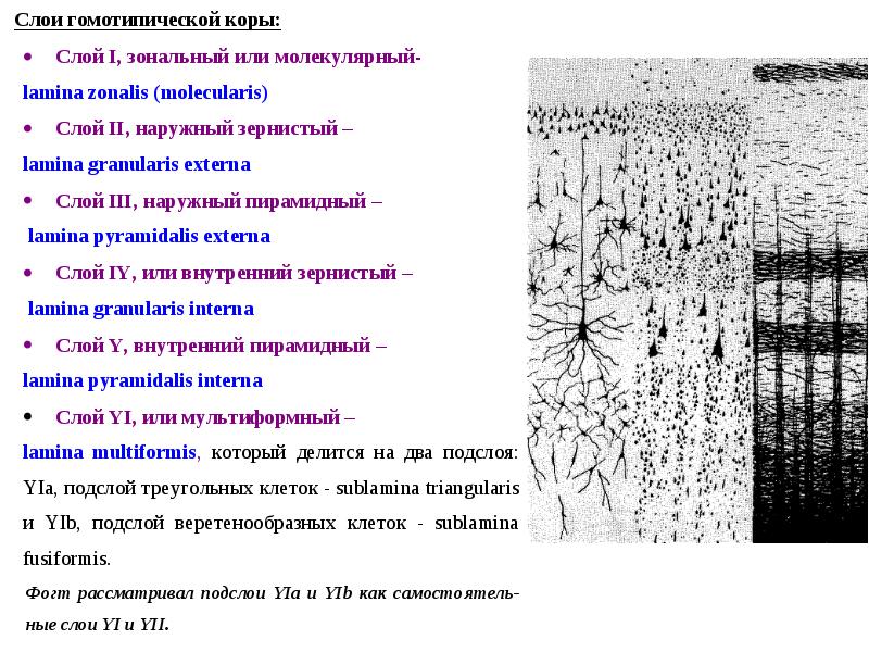 Схема слоев коры больших полушарий