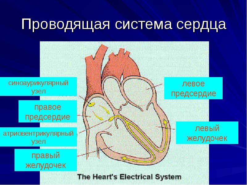 Презентация на тему патология сердечно сосудистой системы