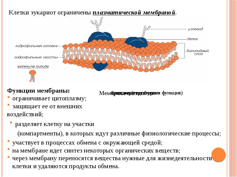 Мембраны клеток эукариот. Структура цитоплазматической мембраны эукариотической клетки. Плазматическая мембрана эукариот строение. Клеточная мембрана структура и функции.