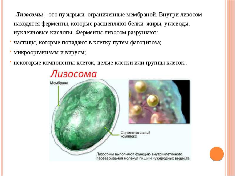 Лизосомы расщепление биополимеров. Лизосома. Ферменты внутри лизосомы. Мембрана лизосом. Лизосомы это в биологии.