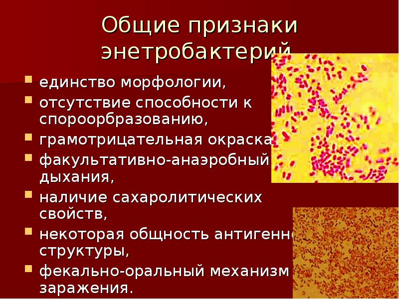 Инфекция микробиология