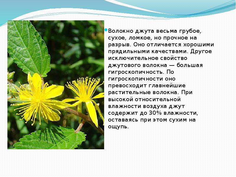 Джут, как прядильное растение