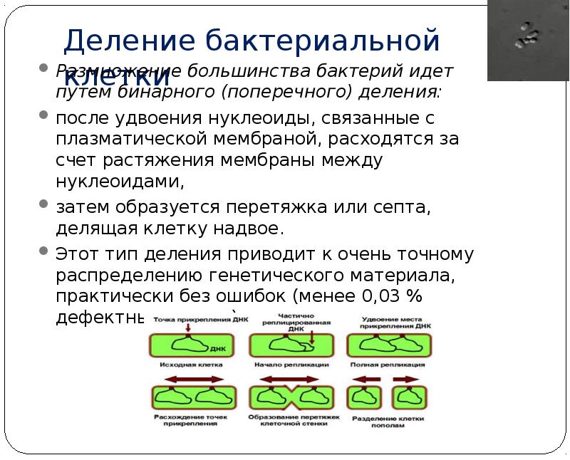 Схема бинарного деления