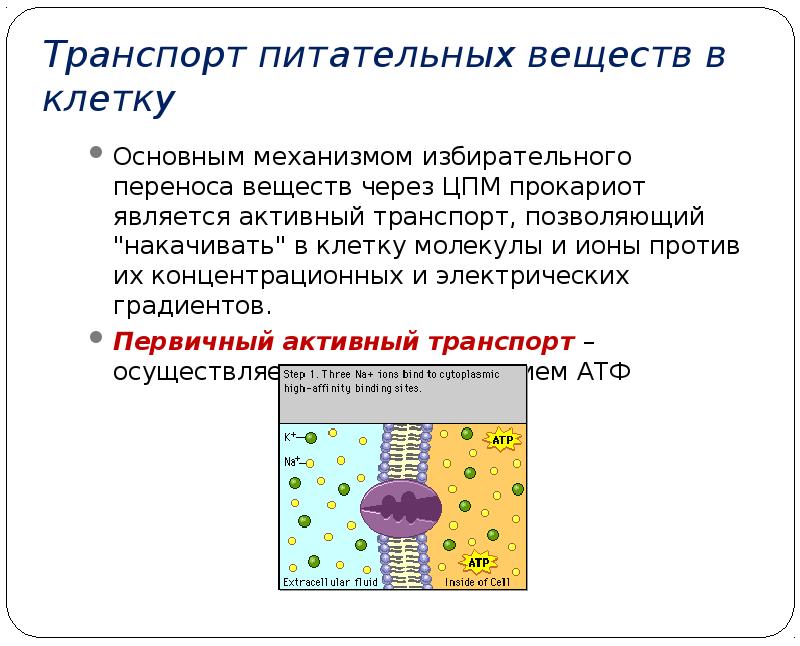 Вещество внутри клетки