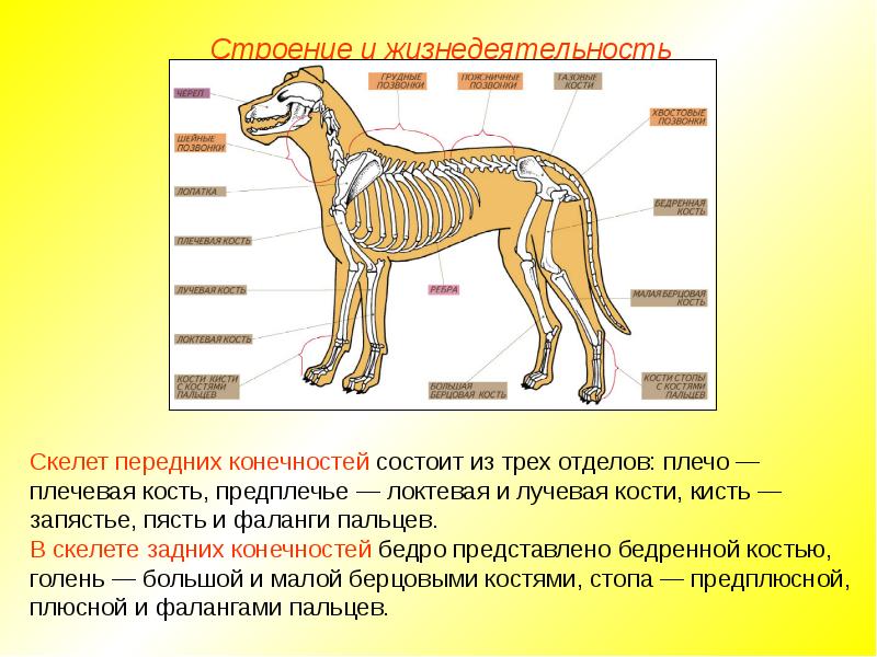 Охарактеризуйте общие признаки внешнего строения млекопитающих используя рисунки 184 185