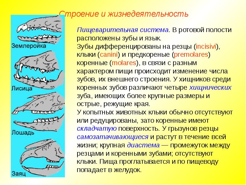 К какому отряду класса млекопитающие относят животных с зубной системой изображенной на рисунке