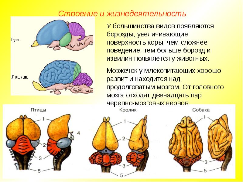 Рассмотрите рисунок подпишите части головного мозга млекопитающего обозначенные цифрами