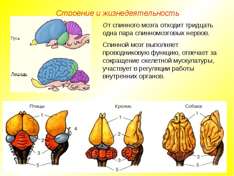 Строение мозга млекопитающих рисунок