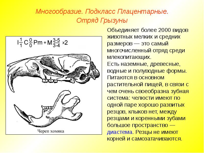 К какому отряду класса млекопитающие относят животных с зубной системой изображенной на рисунке