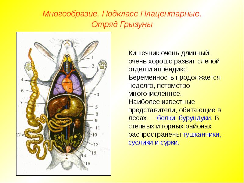 Пищеварительная система грызунов