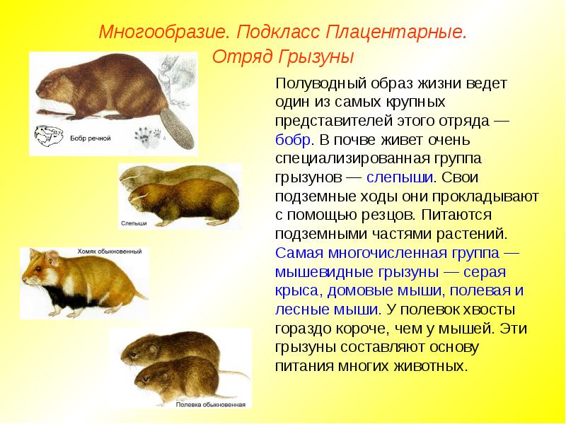 Плацентарные млекопитающие презентация