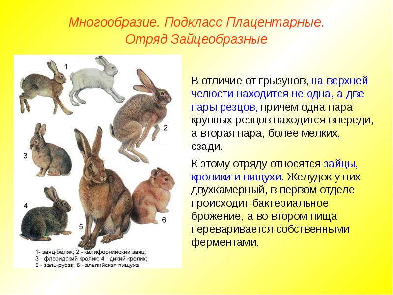 Проект по зайцеобразным