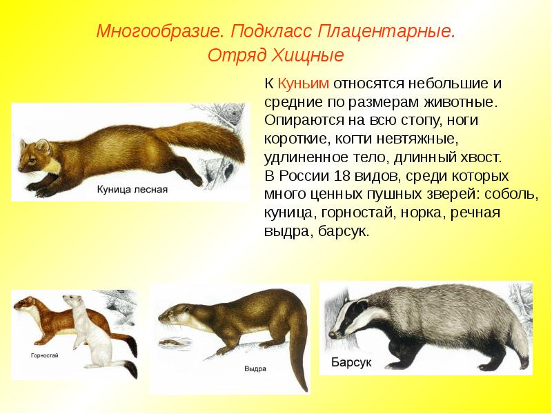 Проект отряд хищные млекопитающие