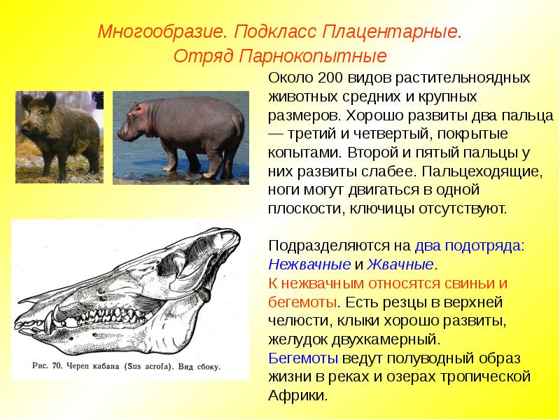 К какому отряду класса млекопитающие относят животных с зубной системой изображенной на рисунке