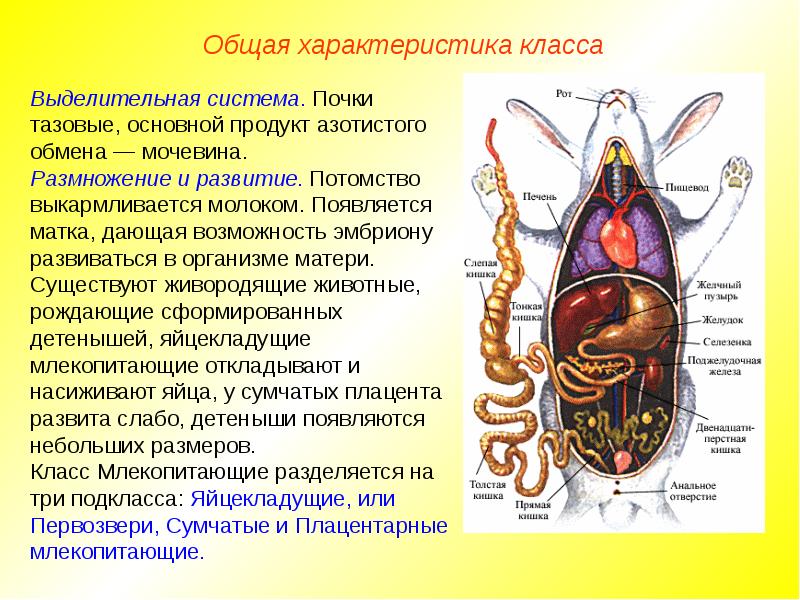 Выделительная система млекопитающих картинки