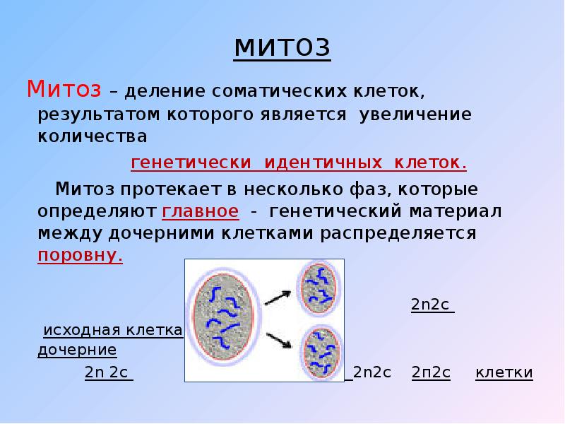 В результате митоза образуют. Митоз. Клетка. Митоз. Процесс митоза. Деление клетки митоз.