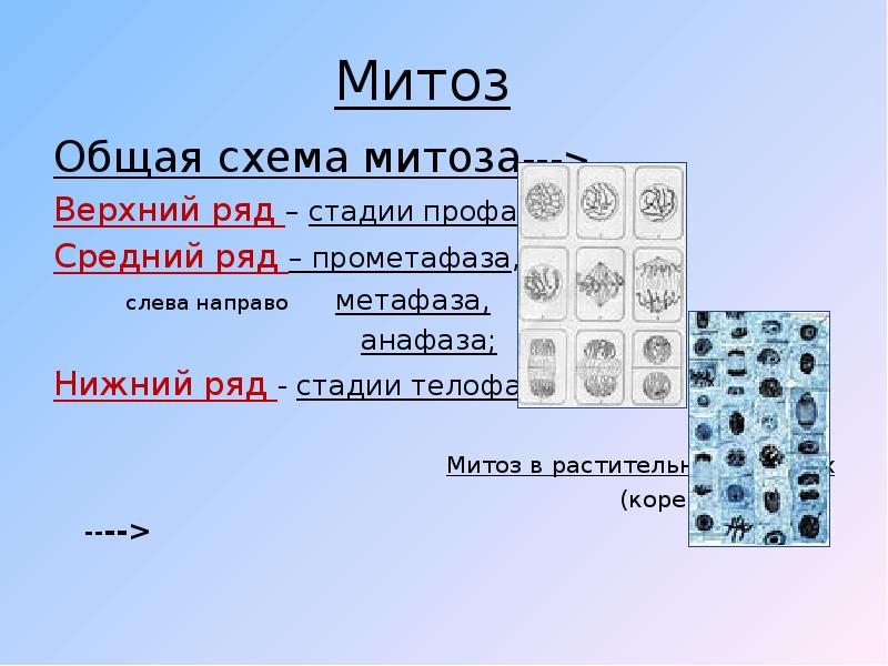 Фазы митоза 9 класс презентация