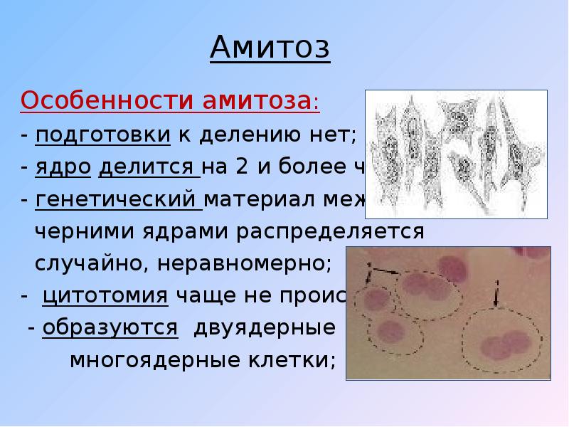 Реферат: Амитоз, его особенности. Эндомитоз. Политения