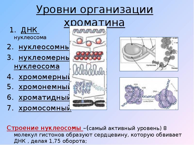 Уровни днк. Уровни компактизации хроматина таблица. Уровни компактизации ДНК таблица. Хроматидный уровень компактизации. Основной структурной единицей хроматина является:.