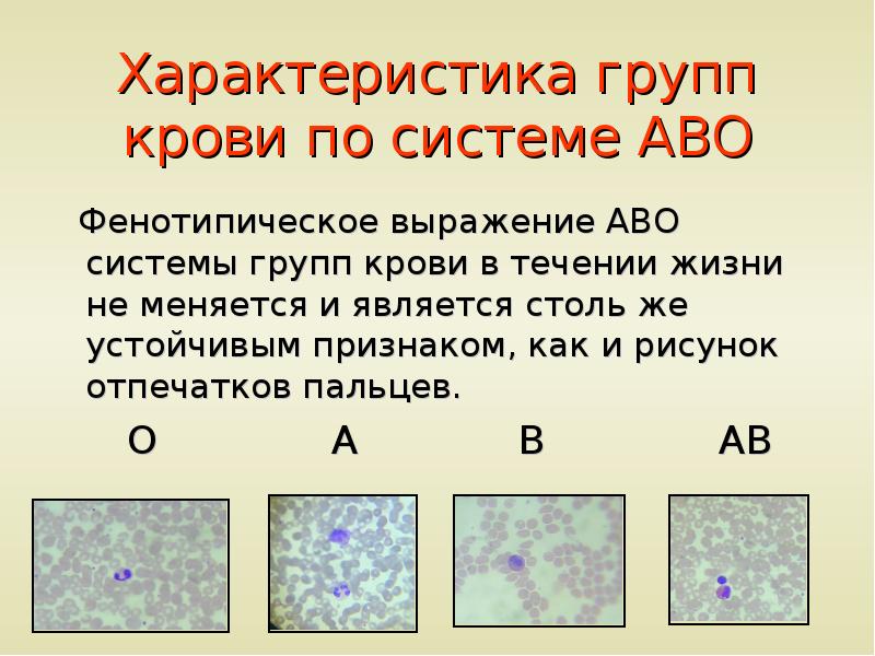 Наследование крови презентация