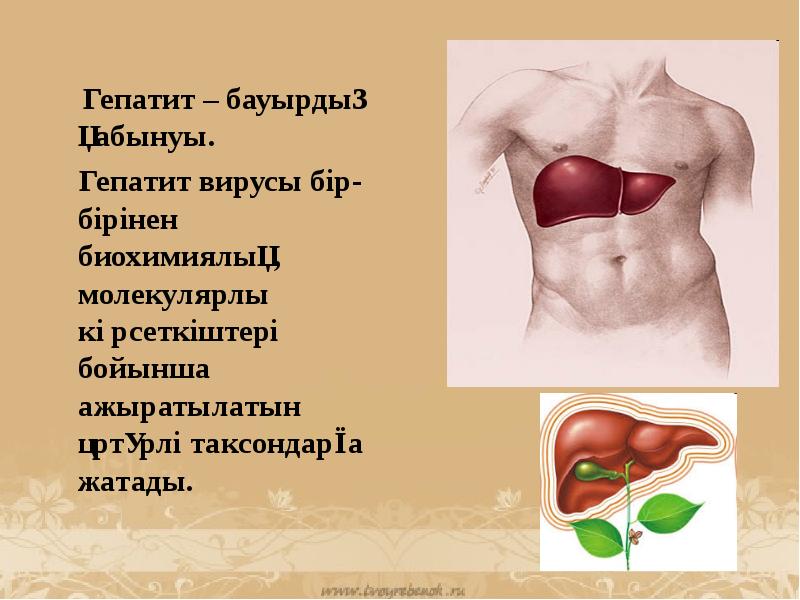 Вирустық гепатиттер презентация