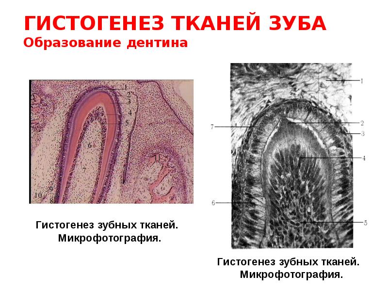 Развитие зуба презентация