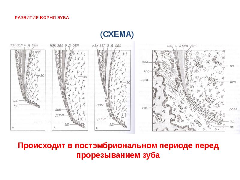 Схема формирования зуба