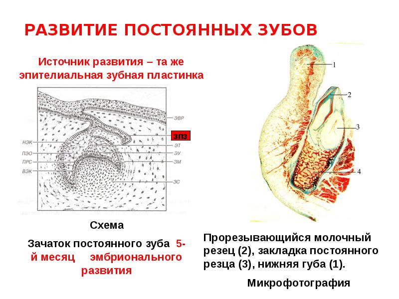 Развитие зуба презентация