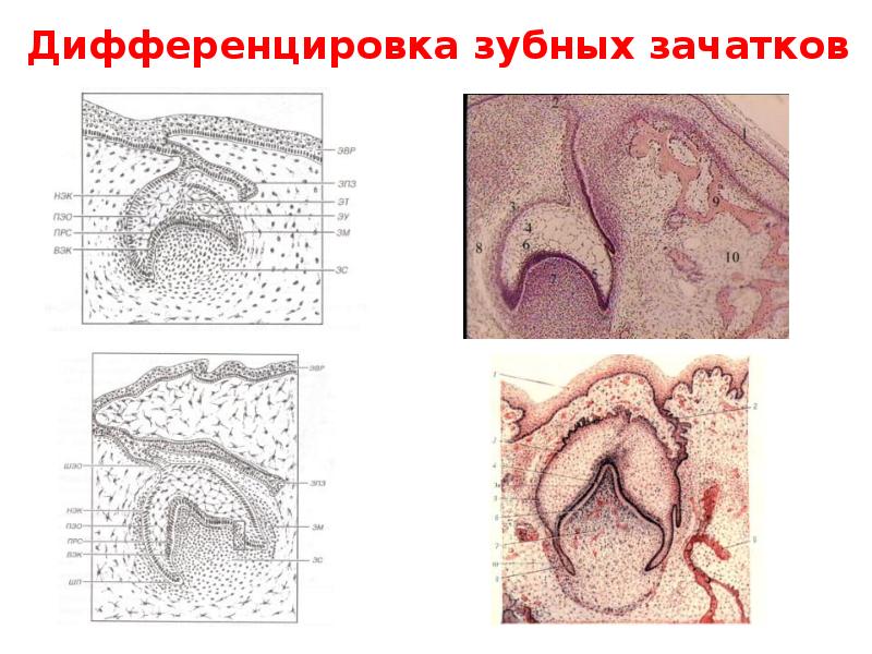 Зубной зачаток схема