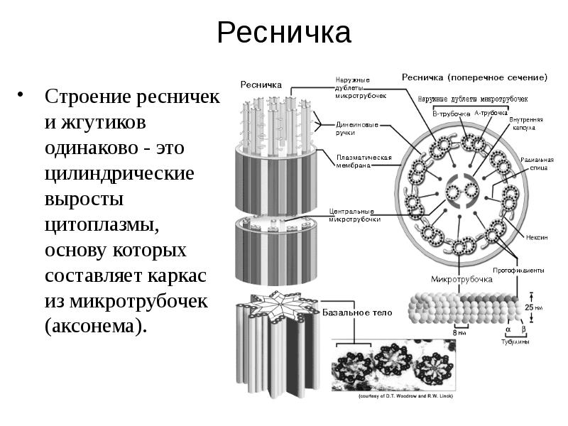 Органоиды движения. Строение жгутика эукариот. Строение ресничек и жгутиков в клетке. Реснички и жгутики клетки строение. Схематическое изображение поперечного сечения микротрубочек.