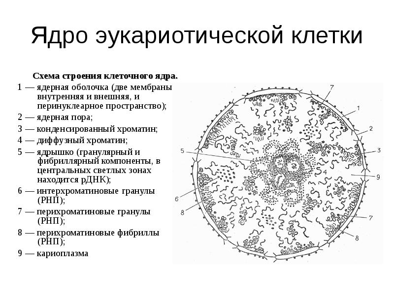 Опишите строение ядра эукариотической клетки