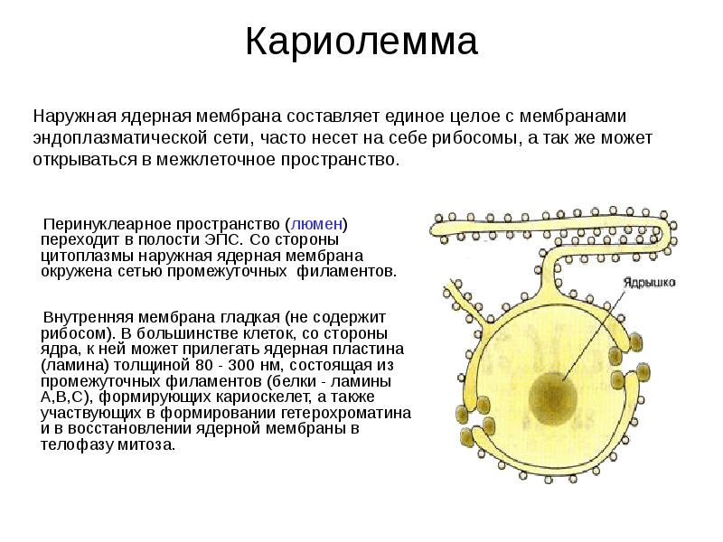 Как называют отверстия в оболочке ядра клетки