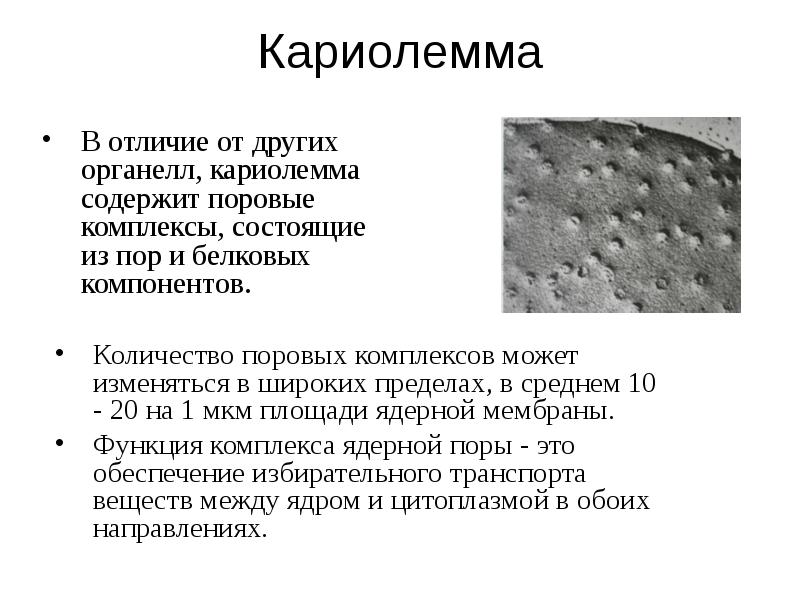 Исчезновение ядерной мембраны. Кариолемма. Наружная мембрана кариолеммы. Морфология ядрышка. Особенности строения кариолеммы и комплекса поры..